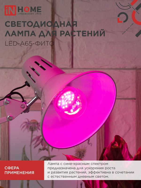 картинка Лампа светодиодная LED-A65 STD-ФИТО красно-синий спектр 25Вт 230В Е27 IN HOME