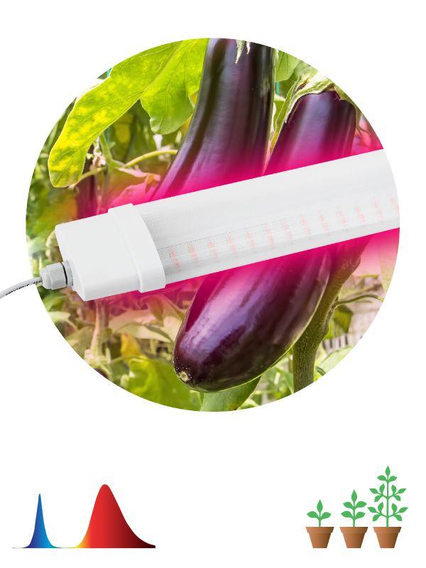 картинка Светильник для растений FITO-36W-RB-N 36Вт 220-240В IP65 проф. спектр для периода вегетации прозр. рассеив. ЭРА Б0045697